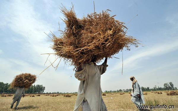 巴基斯坦预计在未来五年内大量进口小麦