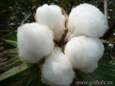 巴基斯坦需进口大量棉花