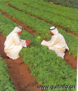 埃及沙特经理人协会注资10亿埃镑发展农业项目