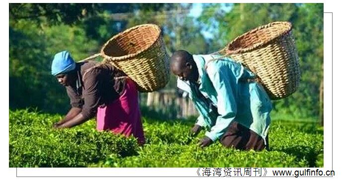 国家茶叶商家应该抓住非洲茶叶市场增长需求