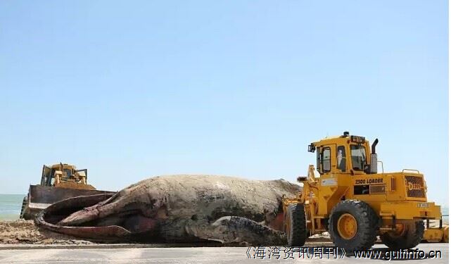 巨大座头鲸在南非海滩搁浅