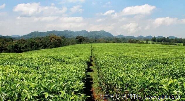 卢旺达2015年茶叶出口增长显著
