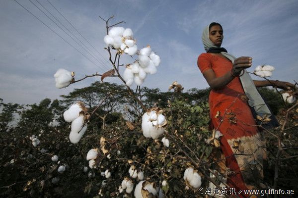 中国将在非洲推广种植棉花