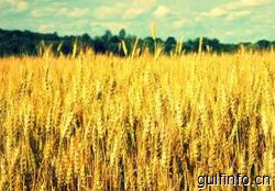 埃及招标买入42万吨小麦，为两年来最大一笔订单
