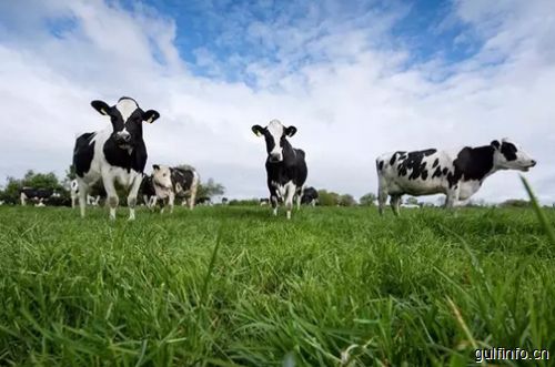 非洲奶业提高产能、增加收益 或将靠这类新型牧草？