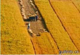埃及小麦储备足以保证国内市场6个月需求