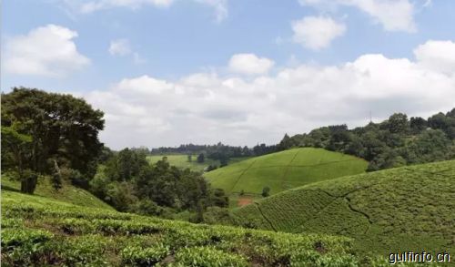 茶叶大国肯尼亚的红茶发展<font color=#ff0000>历</font><font color=#ff0000>史</font>，带你了解肯尼亚红茶！