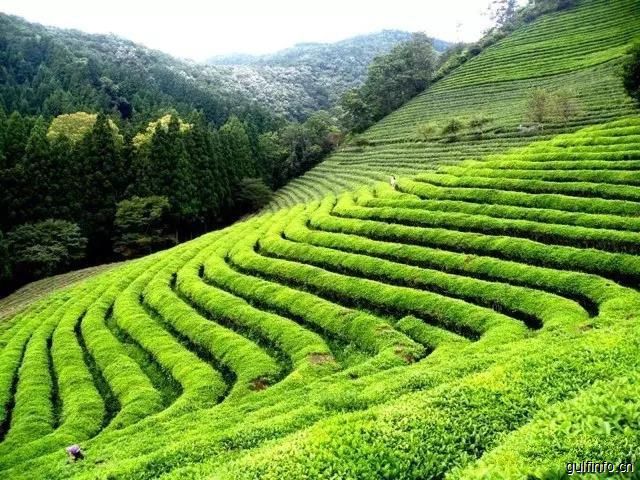 当肯尼亚优质茶叶遇上中国先进制茶工艺，她和茶都火了！
